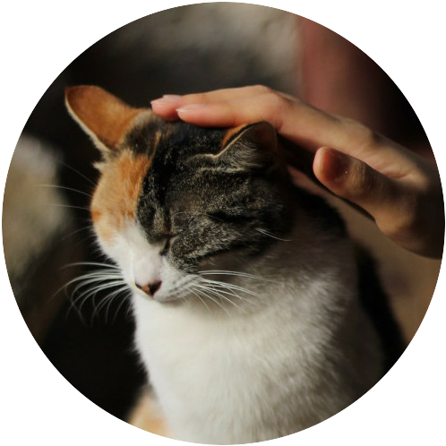 Stroking a cat - brushing the ball